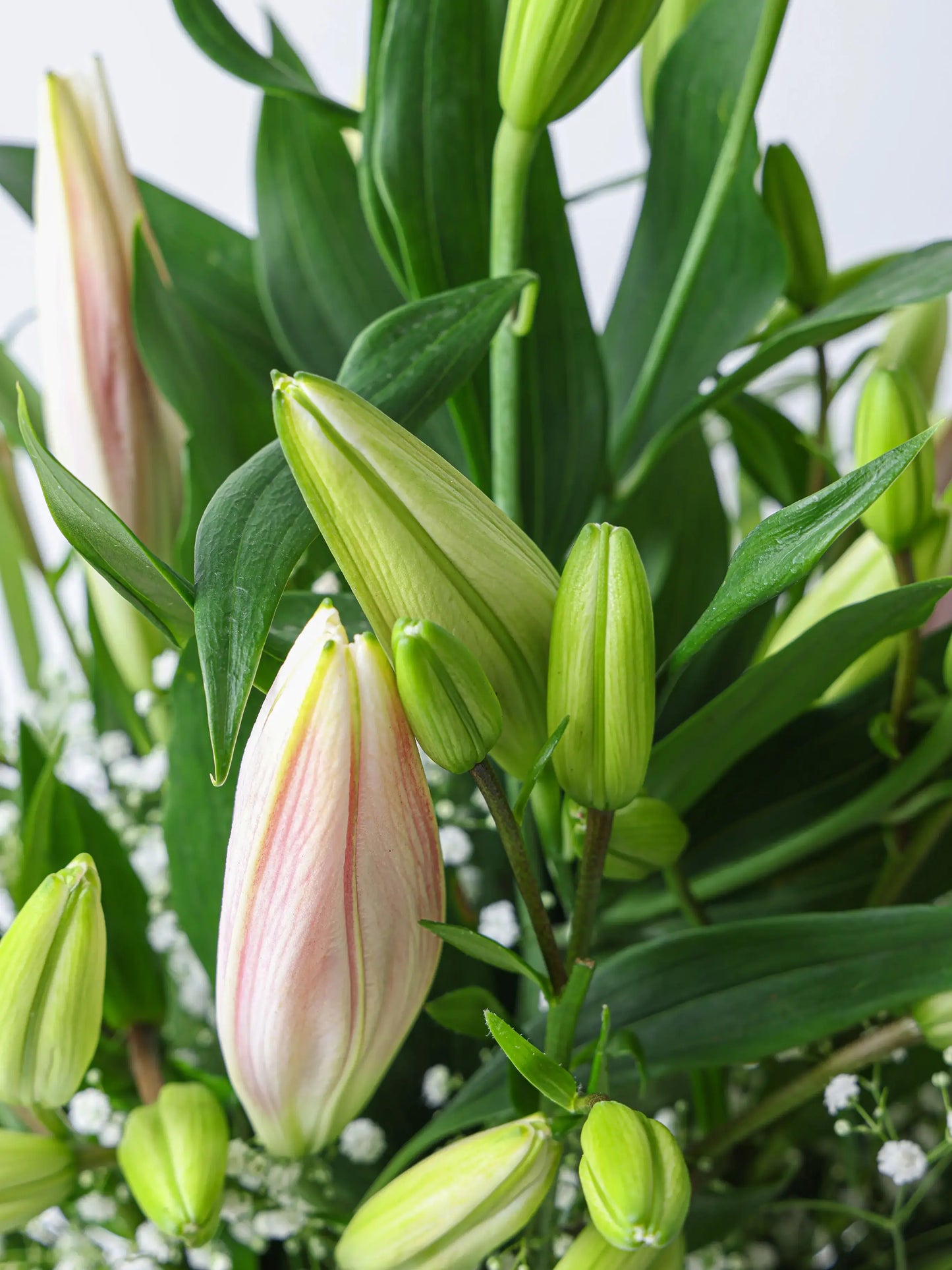 THE MAGNOLIA