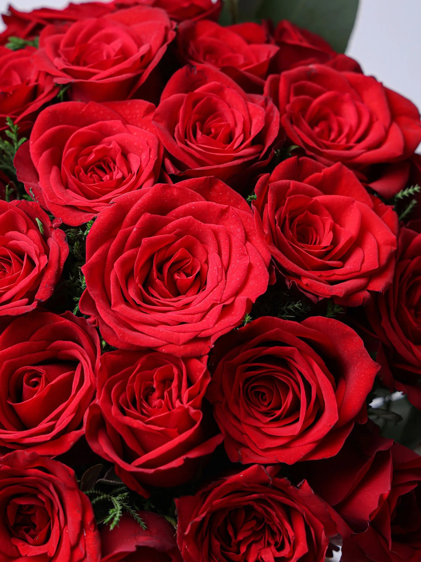 CRIMSON ELEGANCE