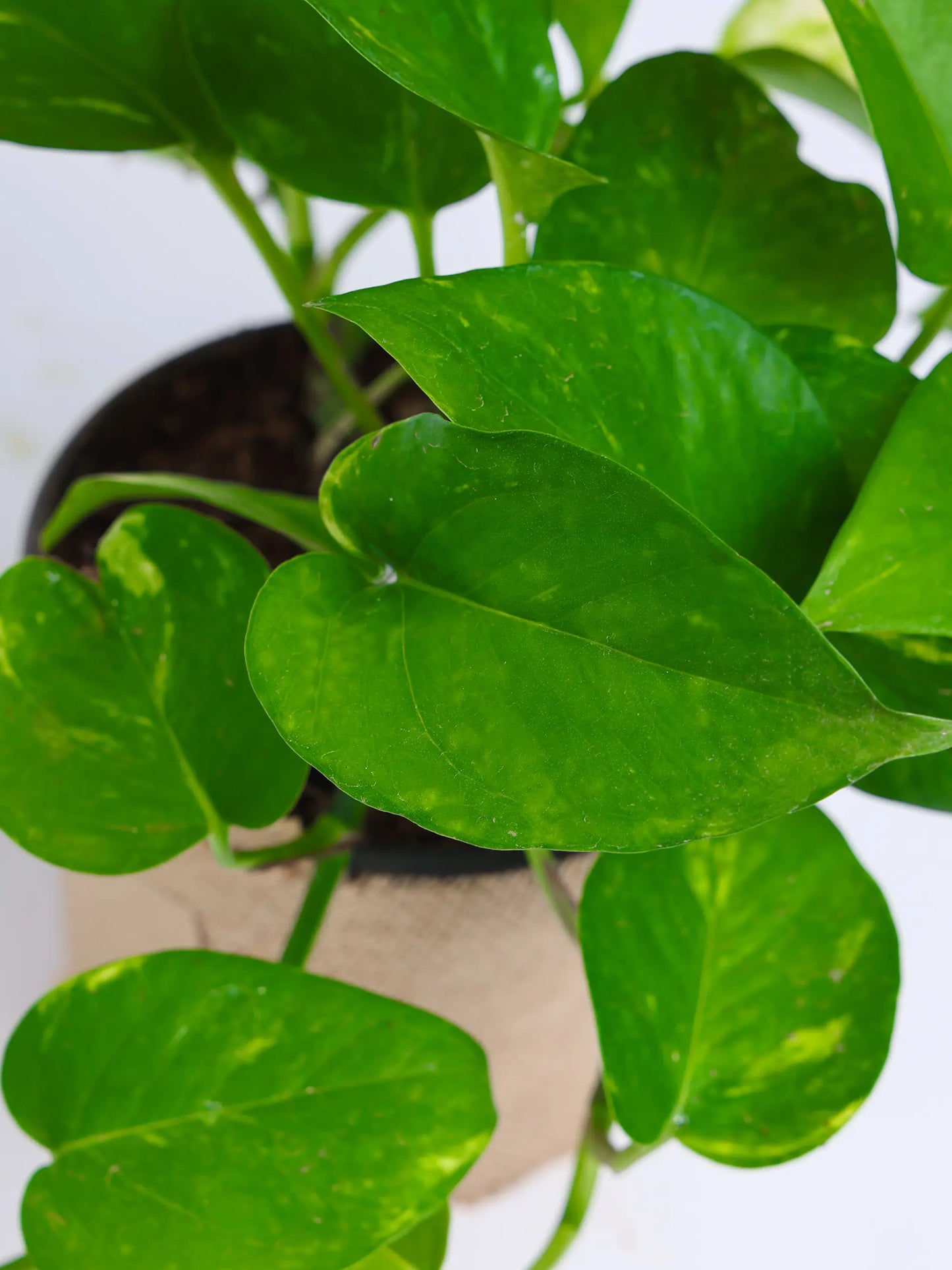 THE MONEY PLANT