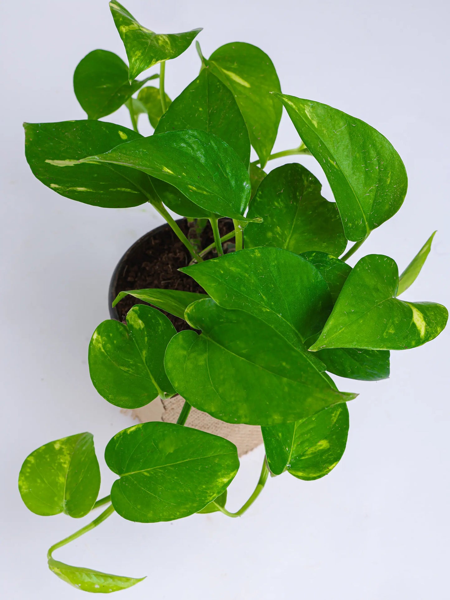 THE MONEY PLANT
