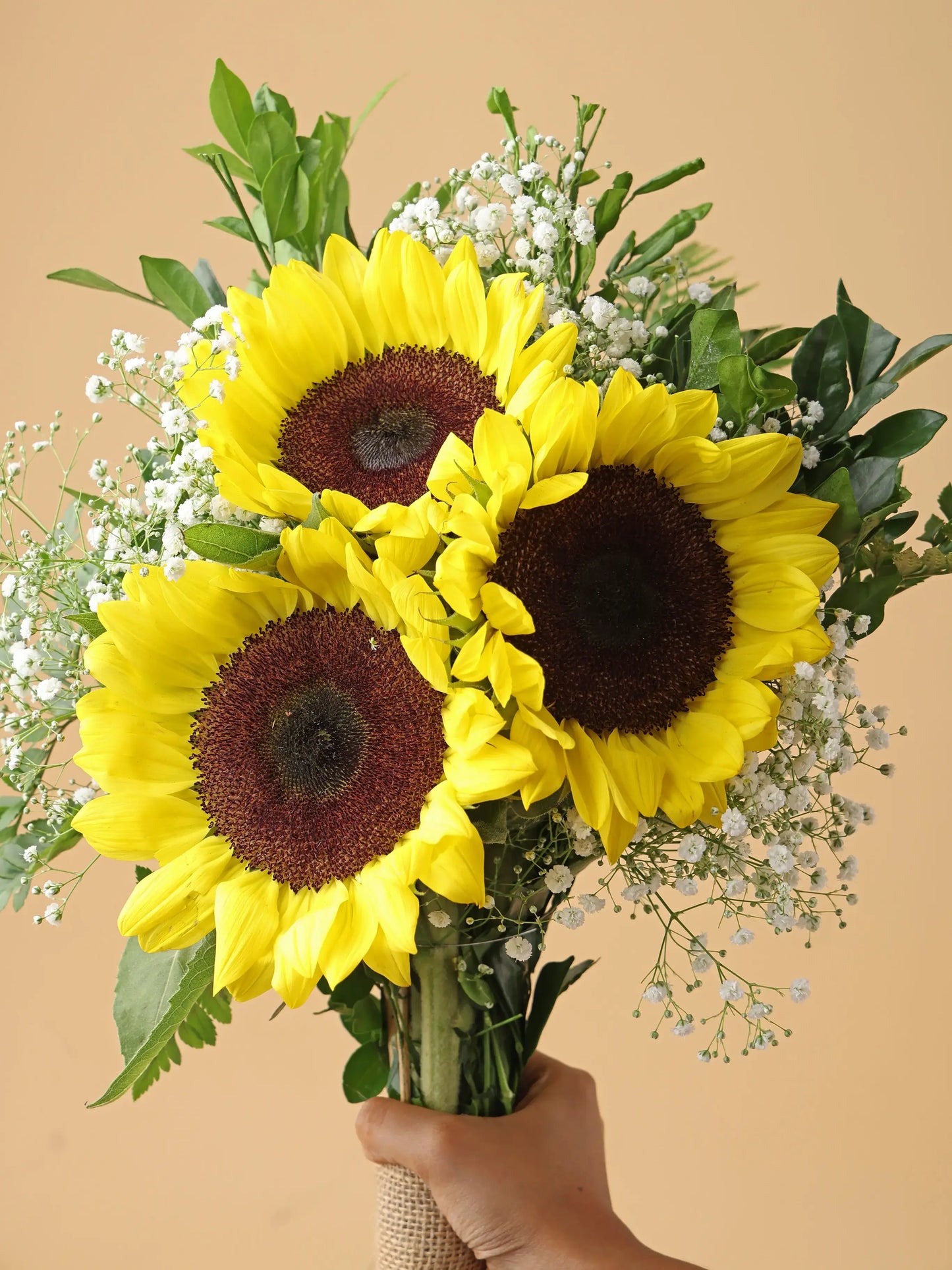 SUNSHINE HARMONY