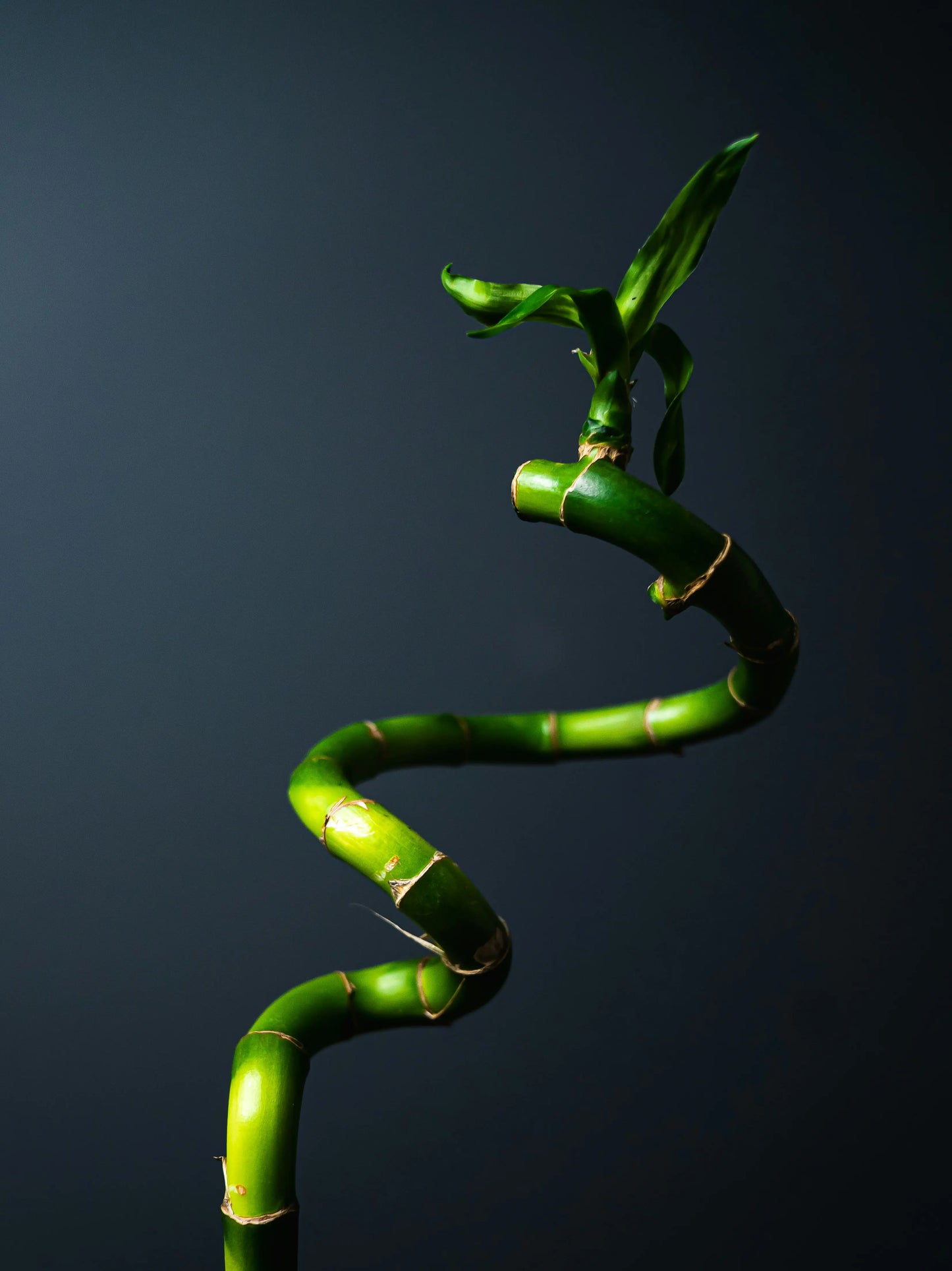 SPIRAL BAMBOO (Set of 3)
