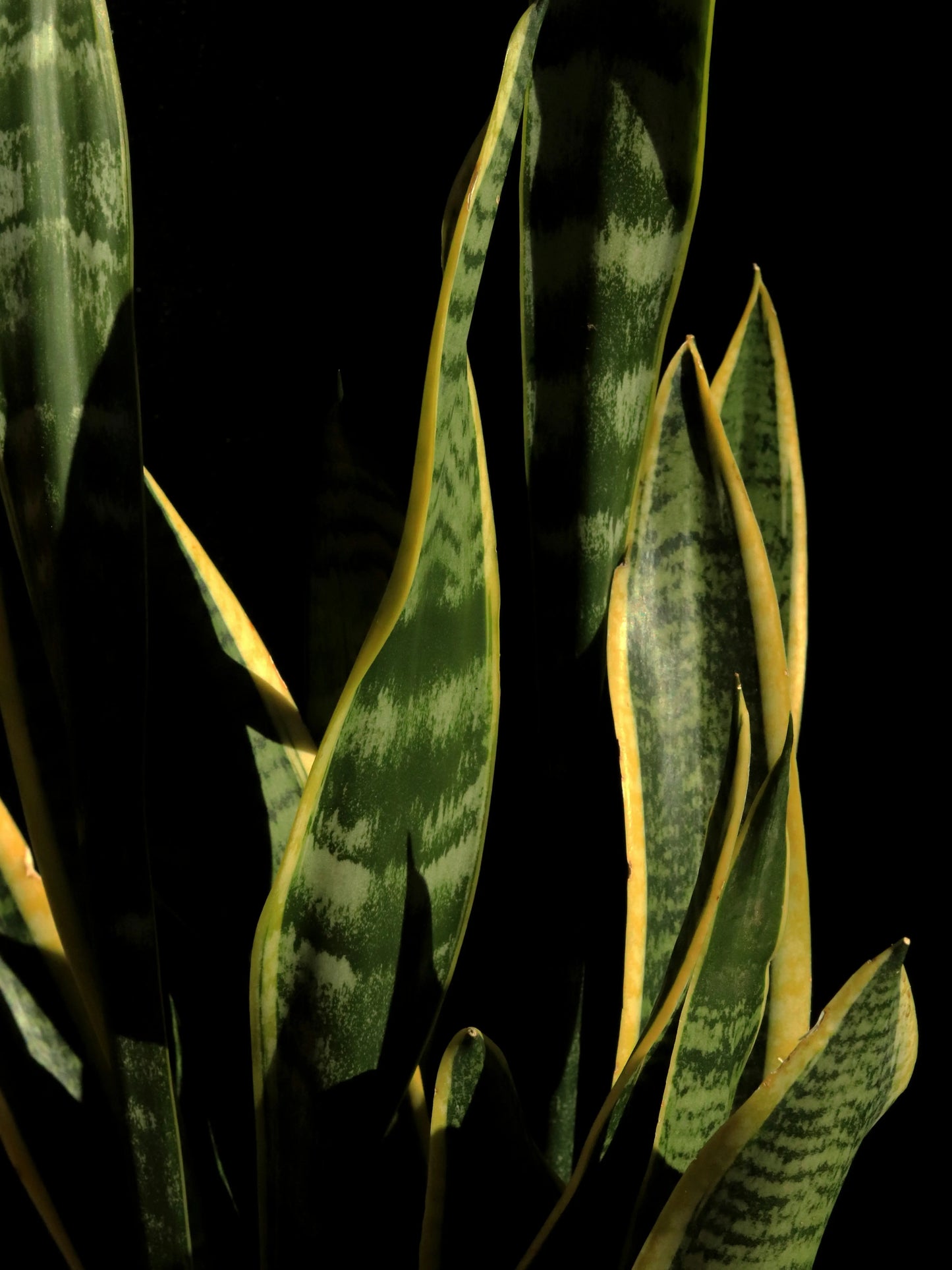 THE SNAKE PLANT
