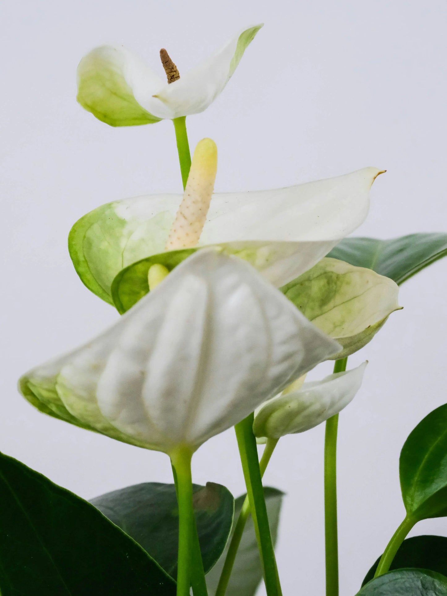 WHITE ANTHURIUM