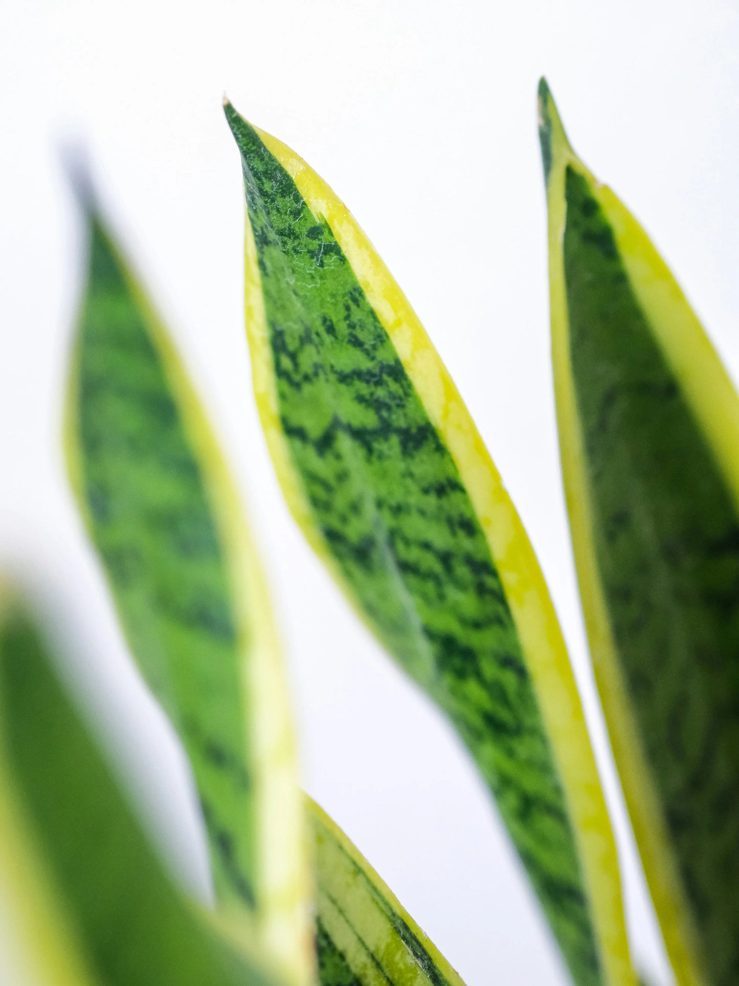 THE SNAKE PLANT
