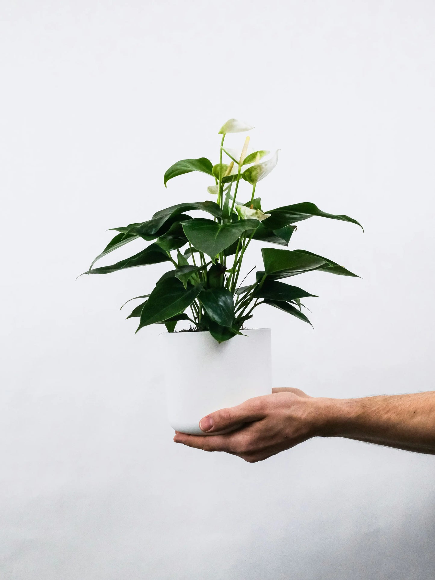 WHITE ANTHURIUM
