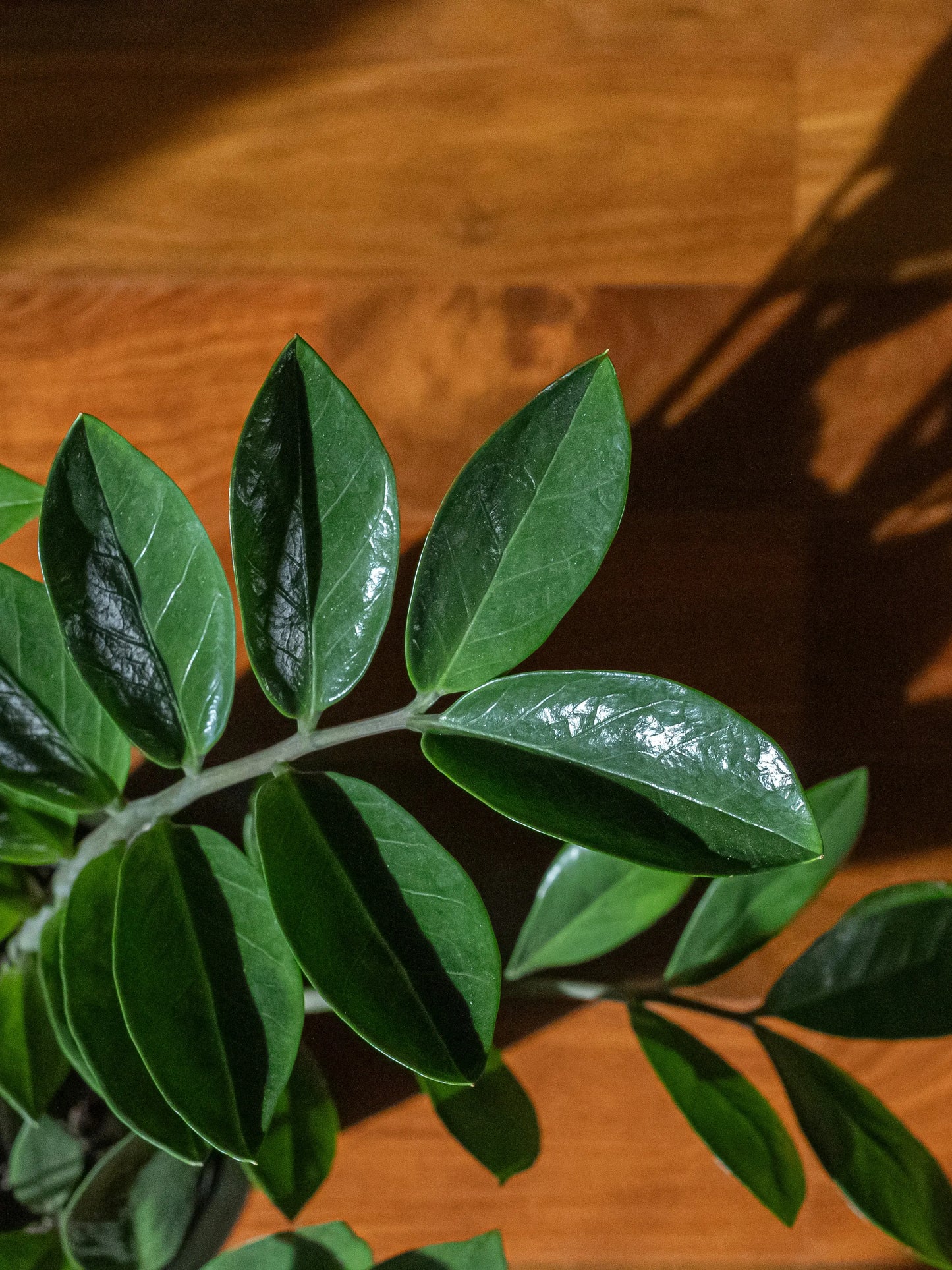 THE ZZ PLANT