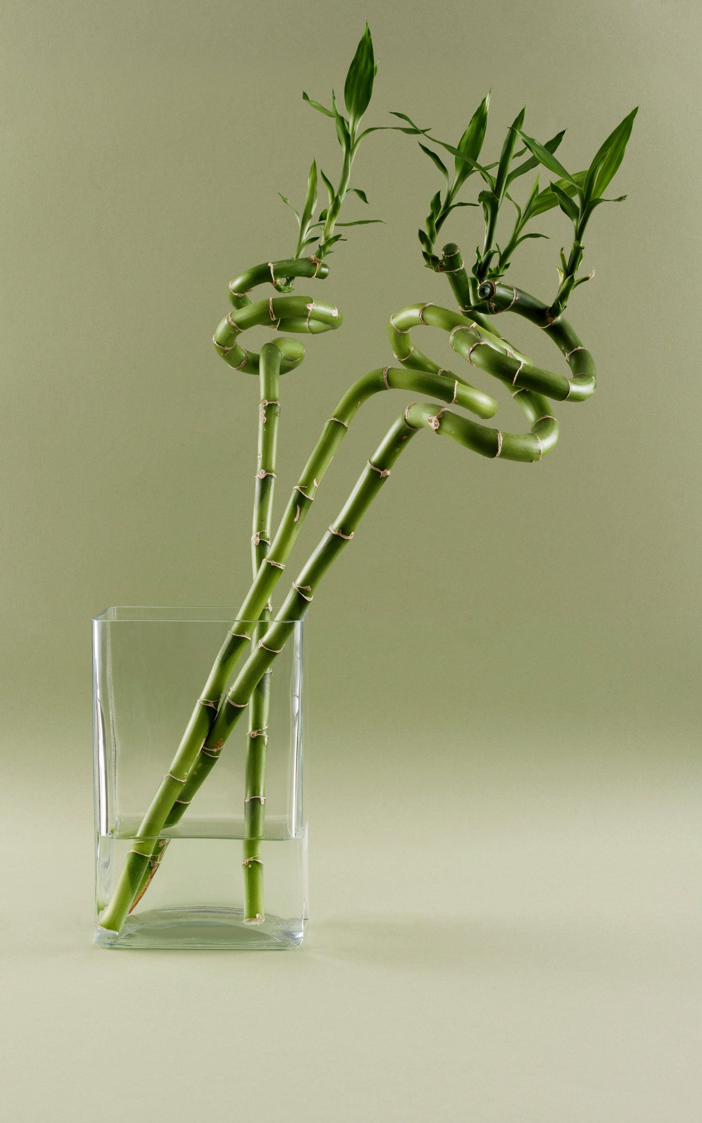 SPIRAL BAMBOO (Set of 3)