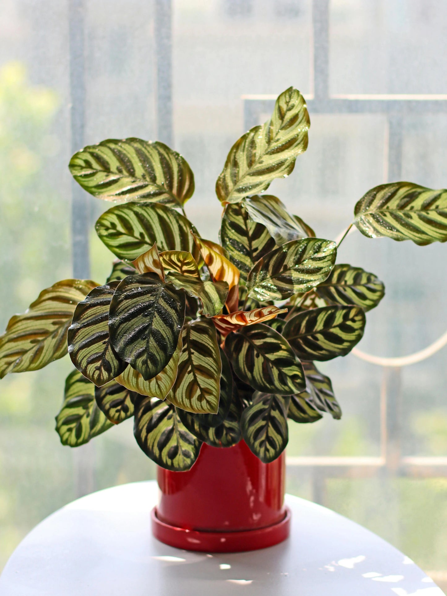 CALATHEA PLANTS