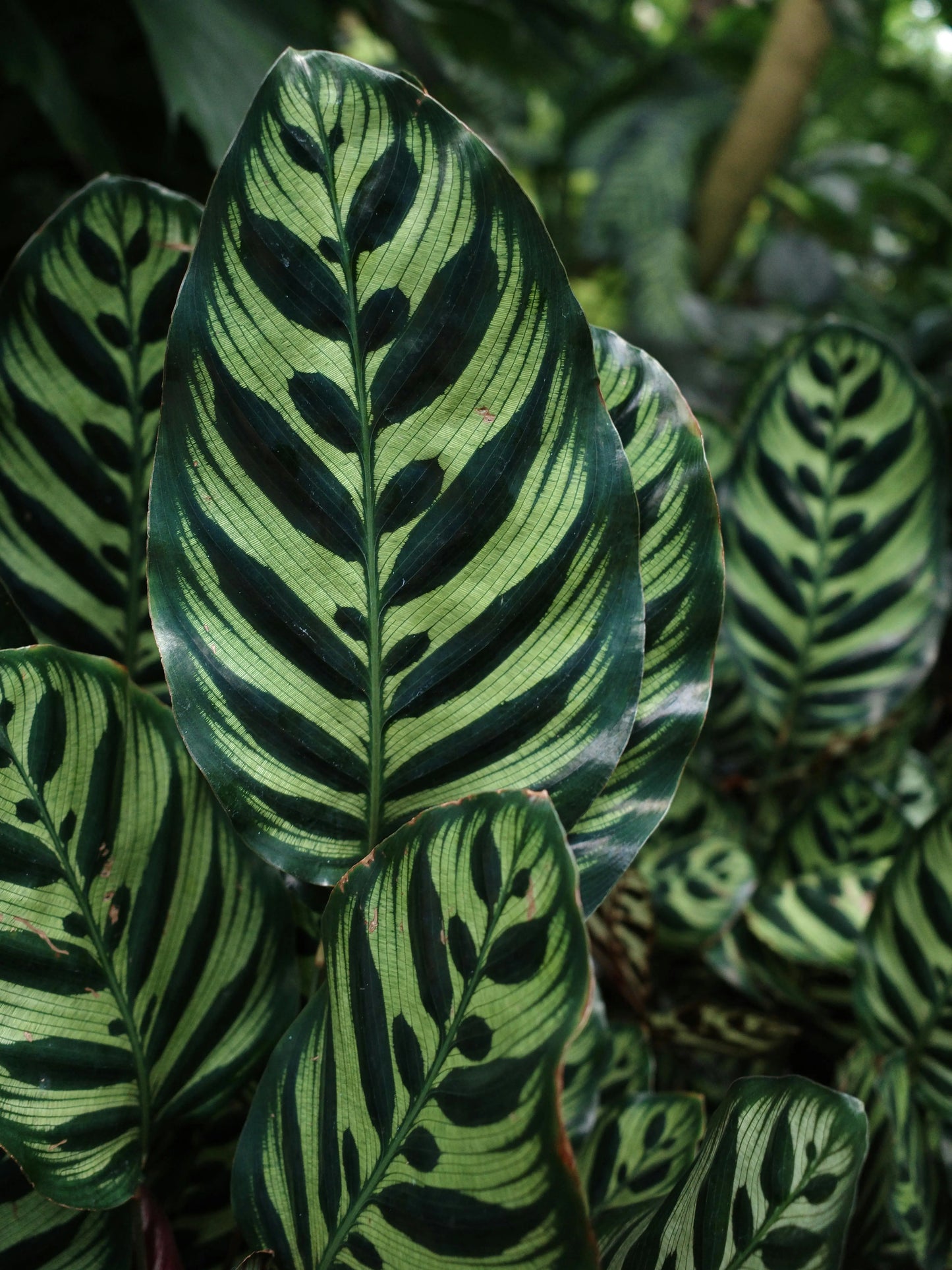 CALATHEA PLANTS