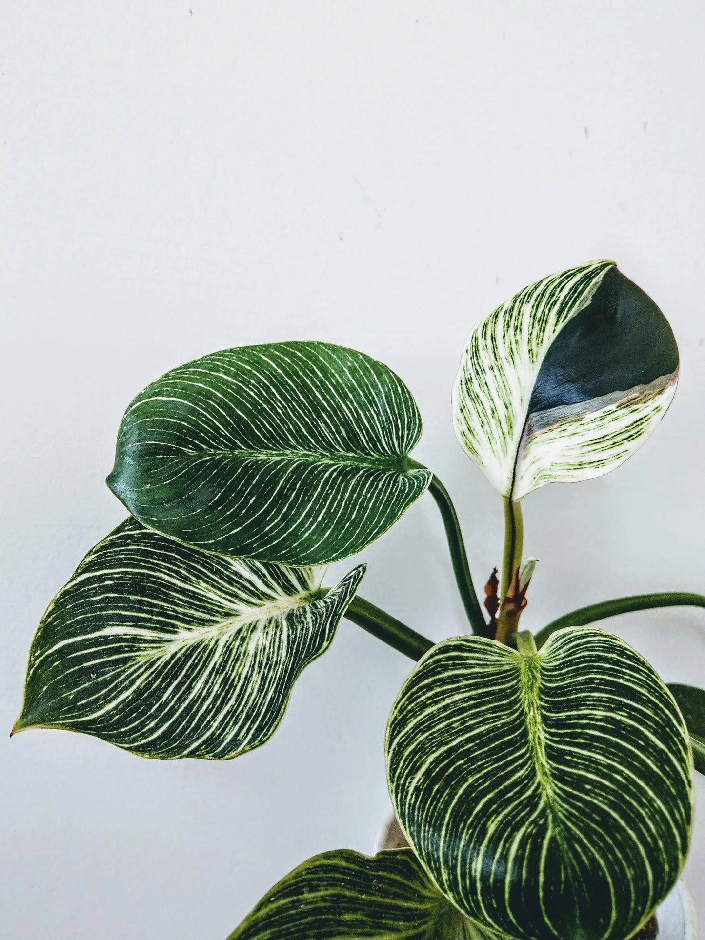 BIRKIN PLANT