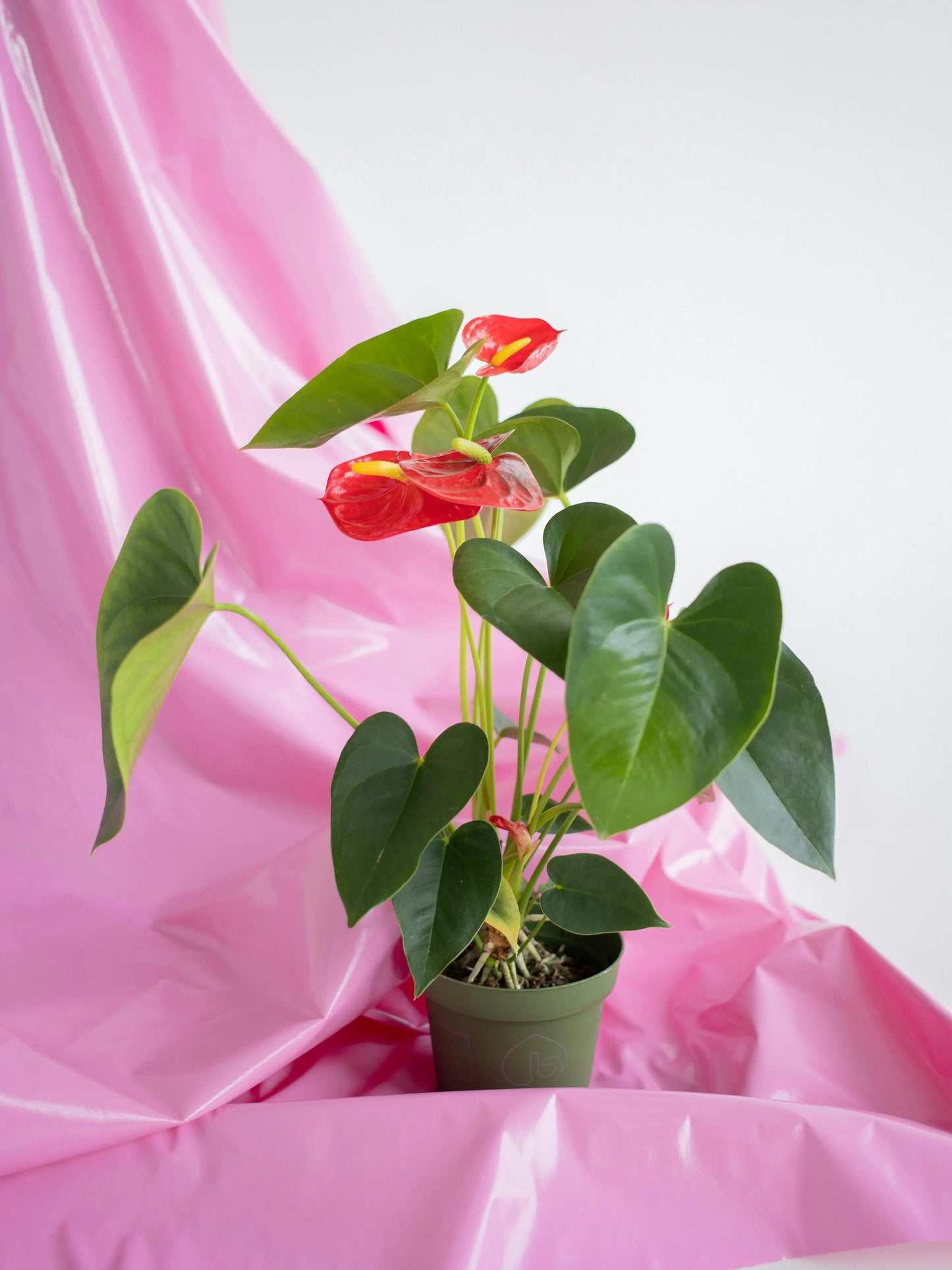 RED ANTHURIUM