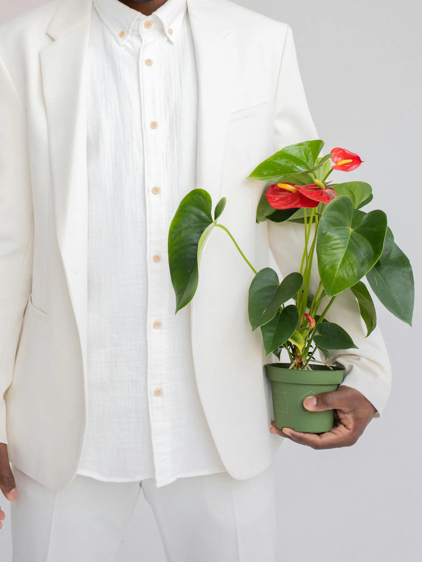 RED ANTHURIUM