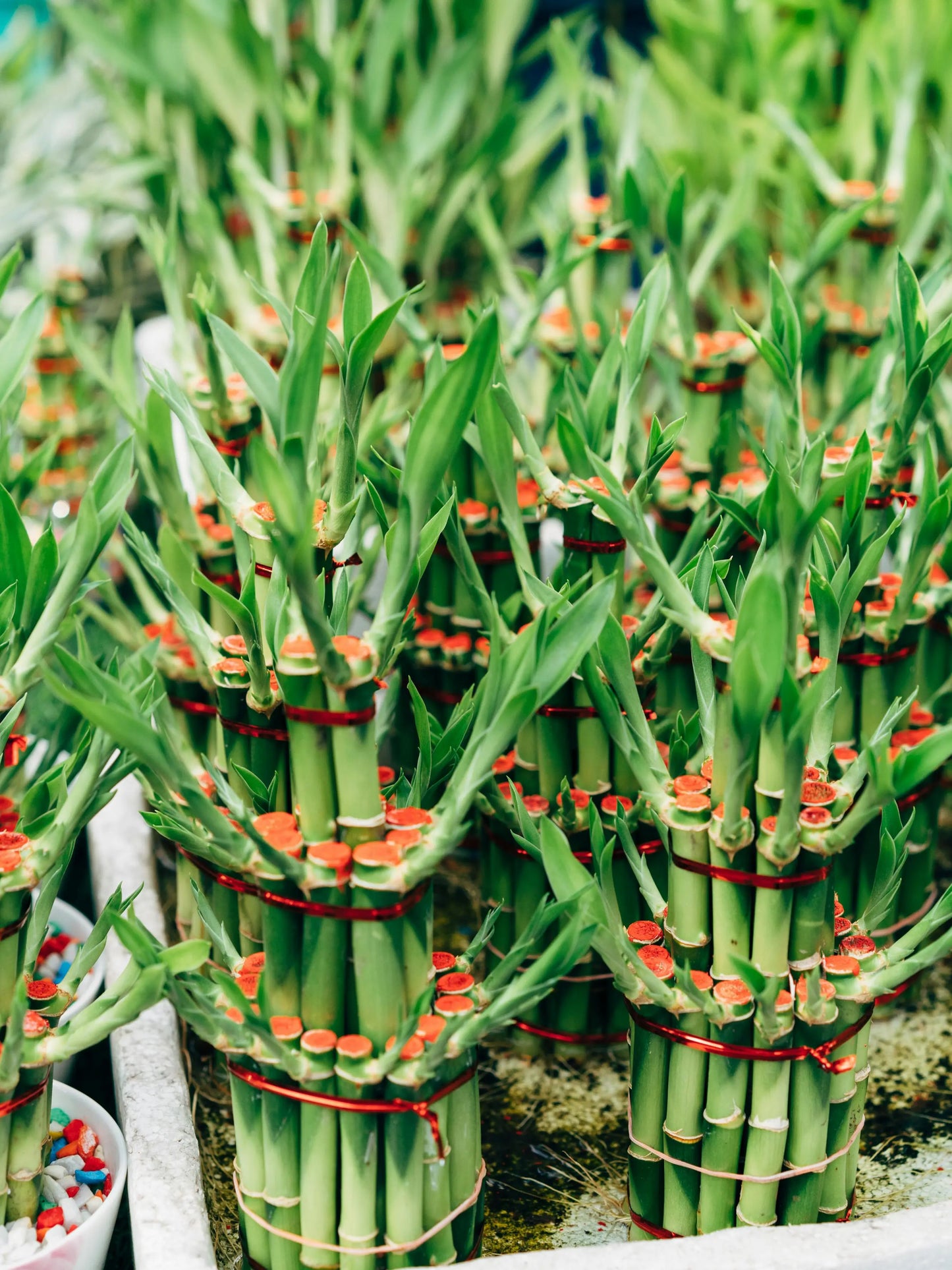 LAYER BAMBOO