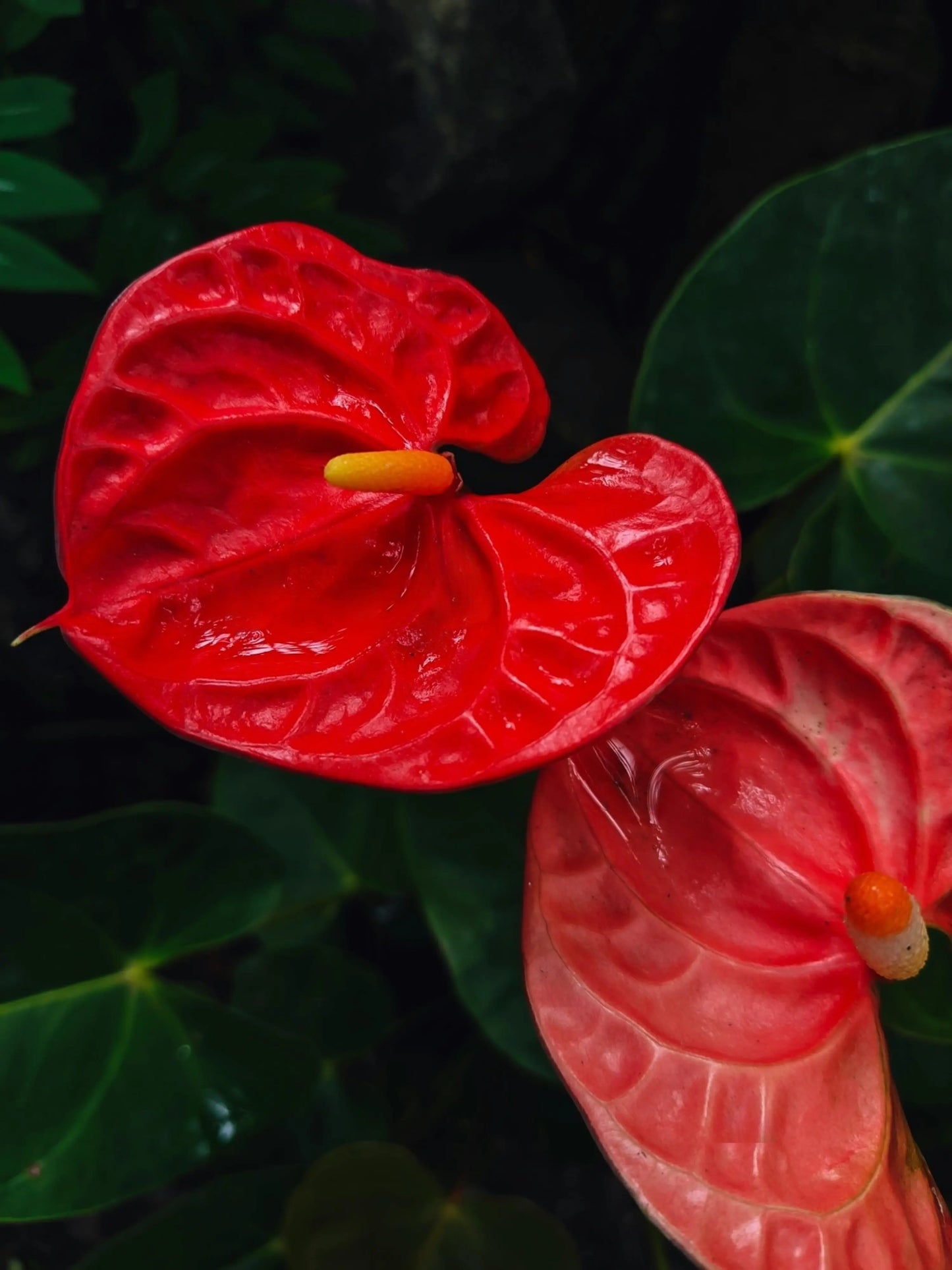 RED ANTHURIUM