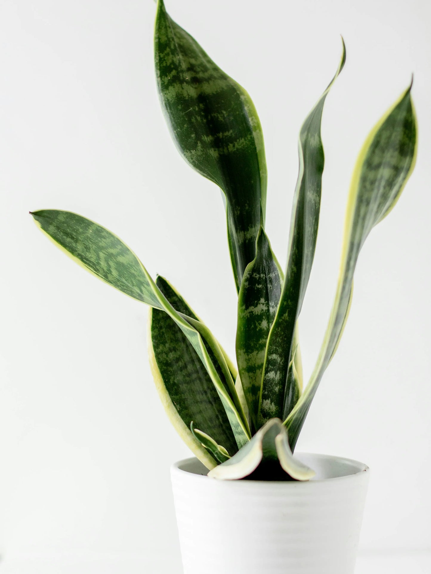 THE SNAKE PLANT