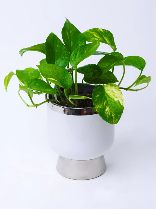 THE MONEY PLANT