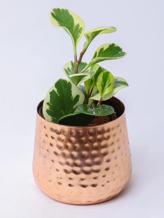 THE RUBBER PLANT (Metal)