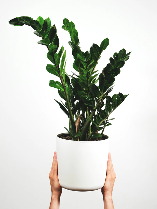THE ZZ PLANT
