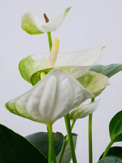 WHITE ANTHURIUM
