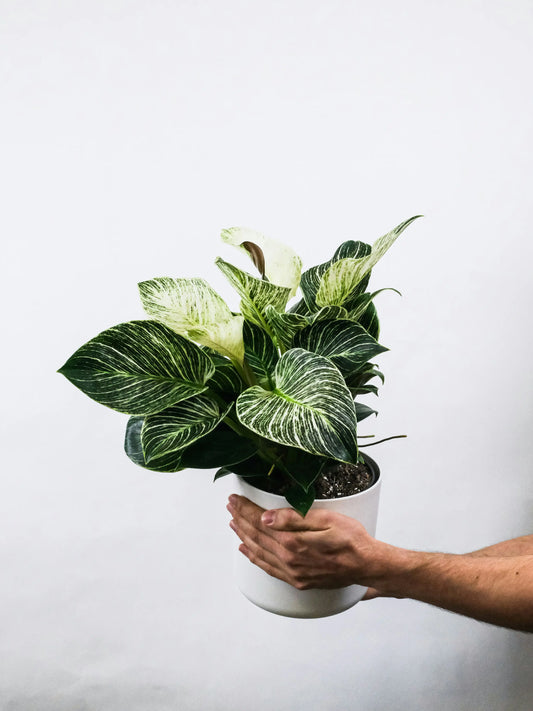 BIRKIN PLANT