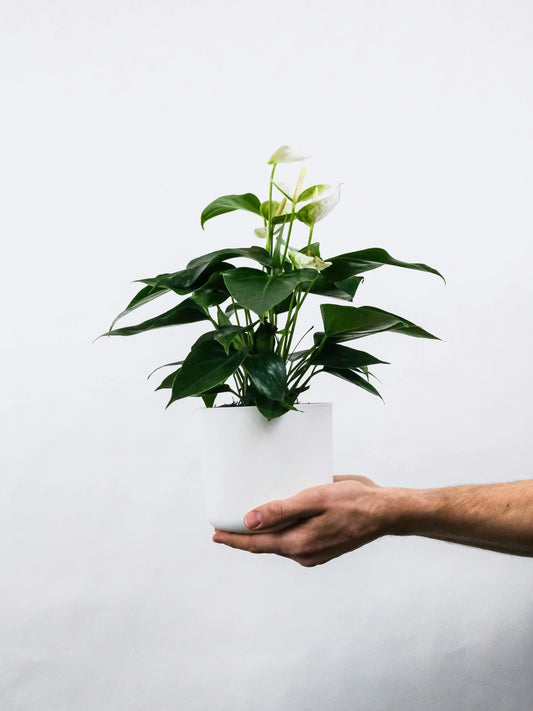 WHITE ANTHURIUM