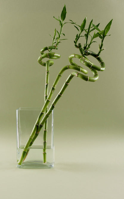 SPIRAL BAMBOO (Set of 3)