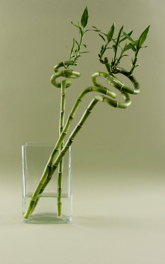 SPIRAL BAMBOO (Set of 3)