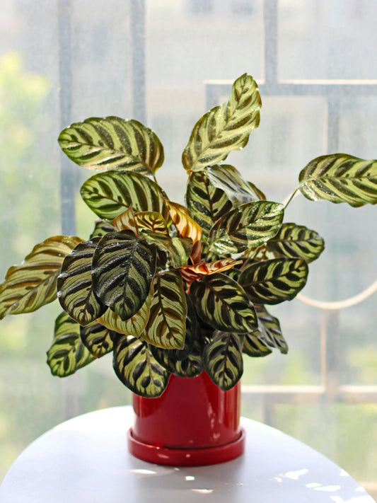 CALATHEA PLANTS