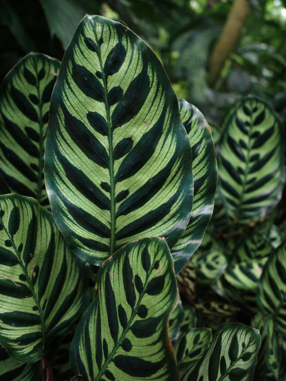 CALATHEA PLANTS