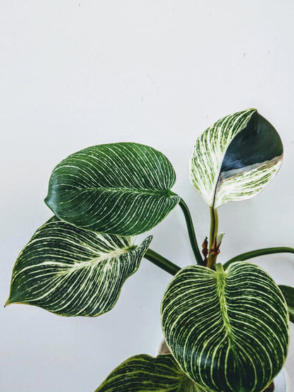 BIRKIN PLANT