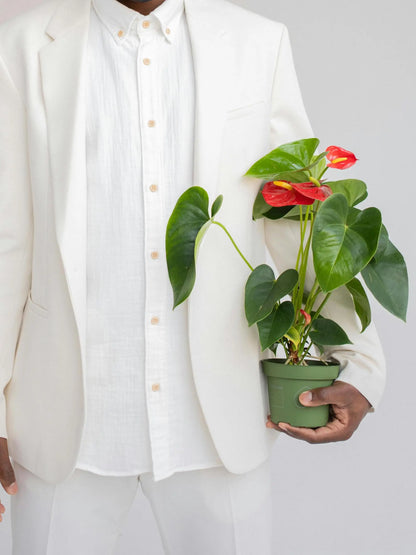 RED ANTHURIUM